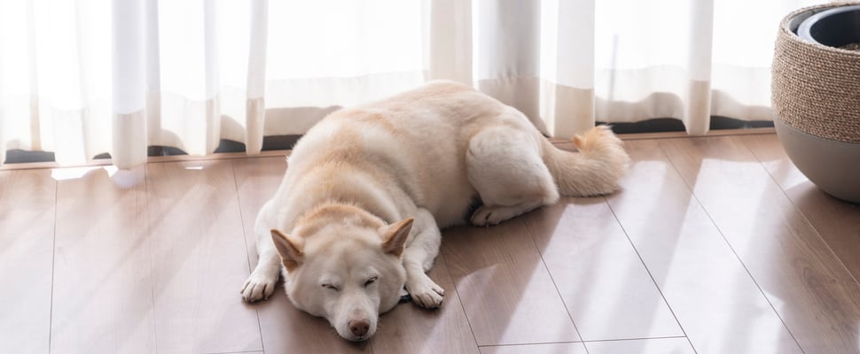 A white Shiba Inu sleeping on laminate flooring.