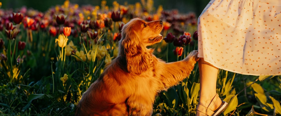 A dog putting their paw on their owners leg.