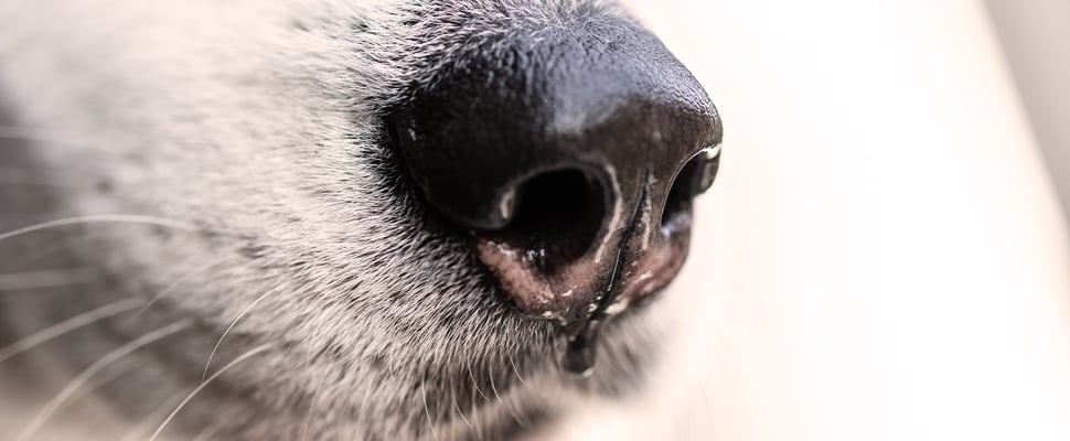 Wet dog's nose