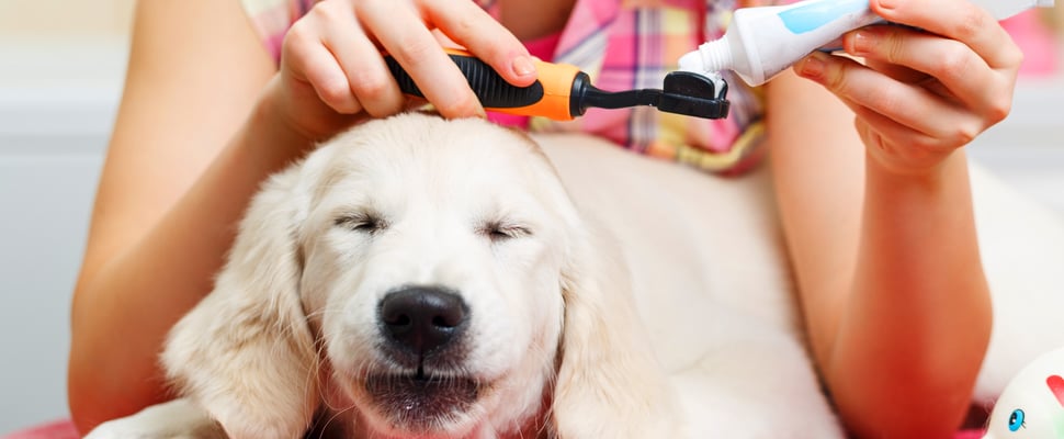 A close up of a dog getting their teeth polished.
