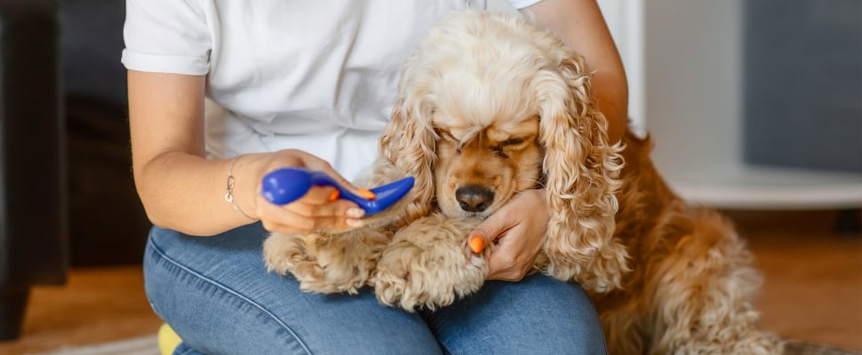 Golden show cocker spaniel being groomed by owner