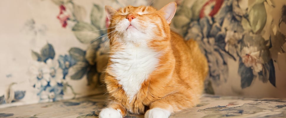 A ginger and white cat sitting on a floral chair.