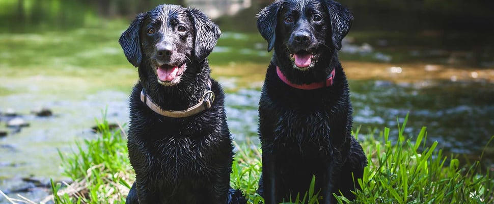 2 labradors sitting by lake