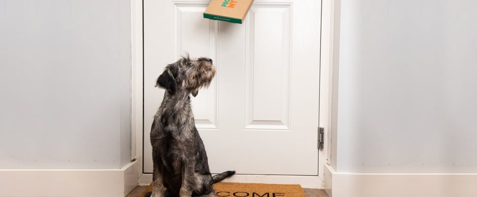 protect my pet promo image showing a dog sitting underneath a letterbox waiting for a delivery