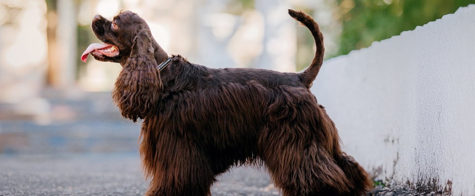 Cocker Spaniel with show cut standing on street with tongue out
