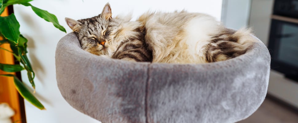 A fluffy cat resting in a tower bed.