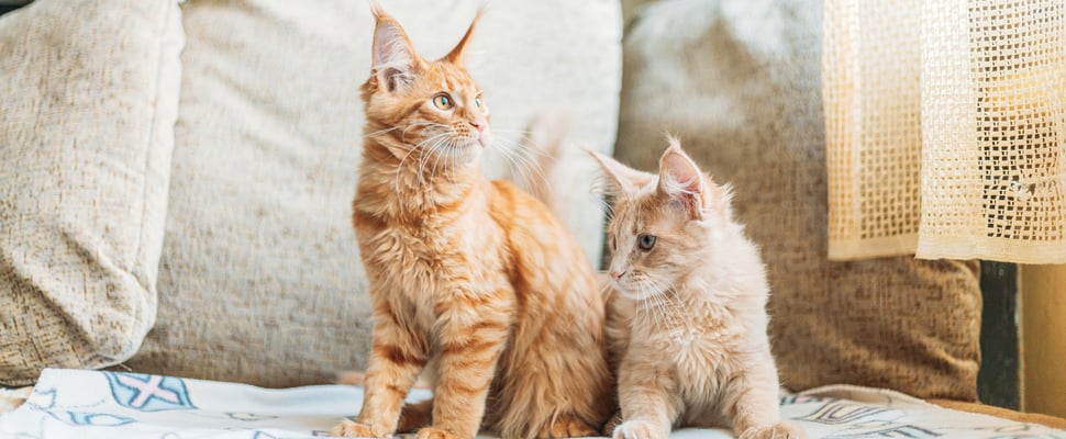 a ginger adult cat and kitten sitting next to one another on sofa