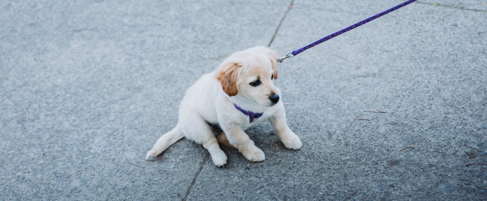 A puppy Labrador who doesn't want to walk on a lead.