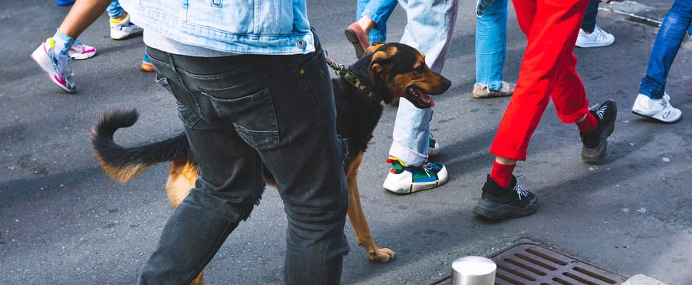 A dog walking in a crowd