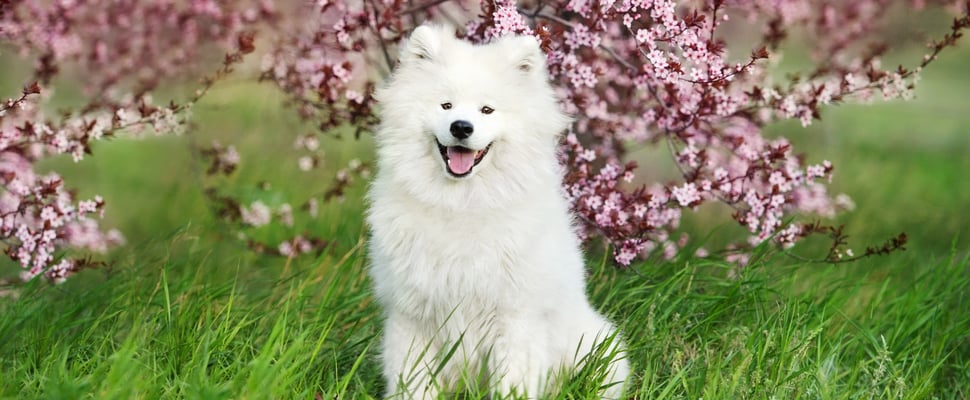 A samoyed sitting peacefully by a blossom tree.