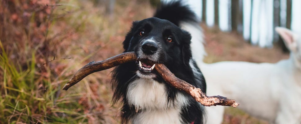 A dog with a stick