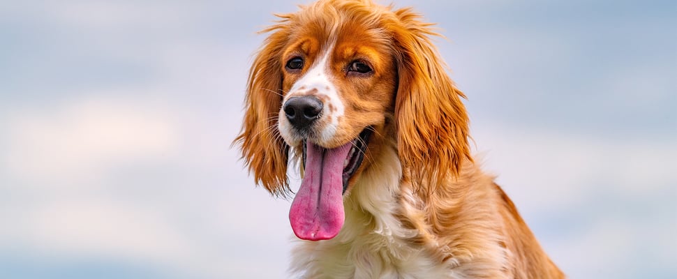 Spaniel with tongue out sitting outside