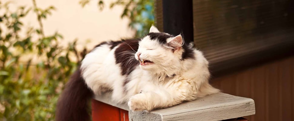 Outdoor cat sneezing