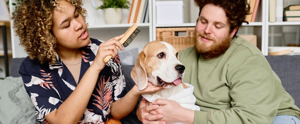 A couple brushing their beagle with a brush.