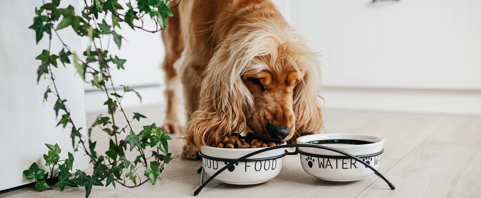 A Spaniel eating out of a food bowl.