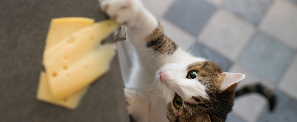 a cheeky cat trying to swipe some cheese from the worktop