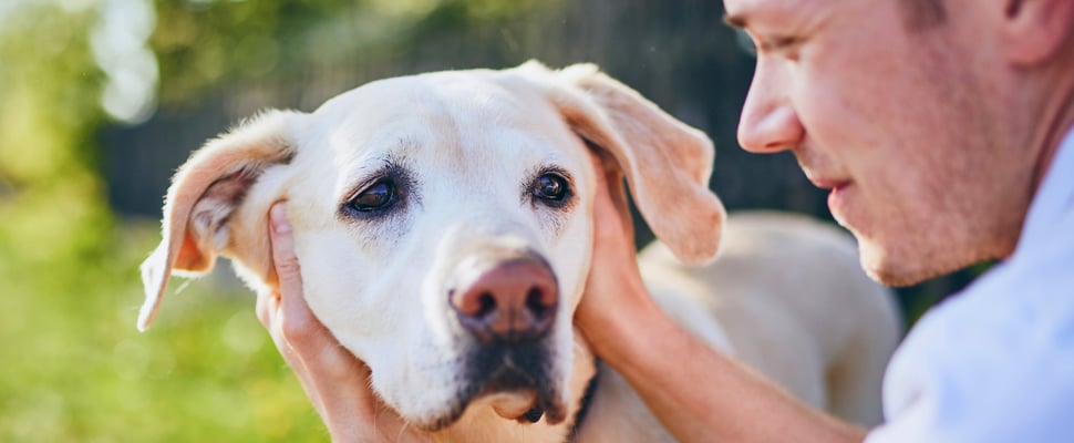 A man holding a labrador outdoors.