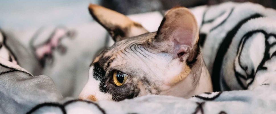 sphynx cat wrapped in blanket