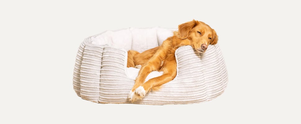 A dog laying in a comfy bed.