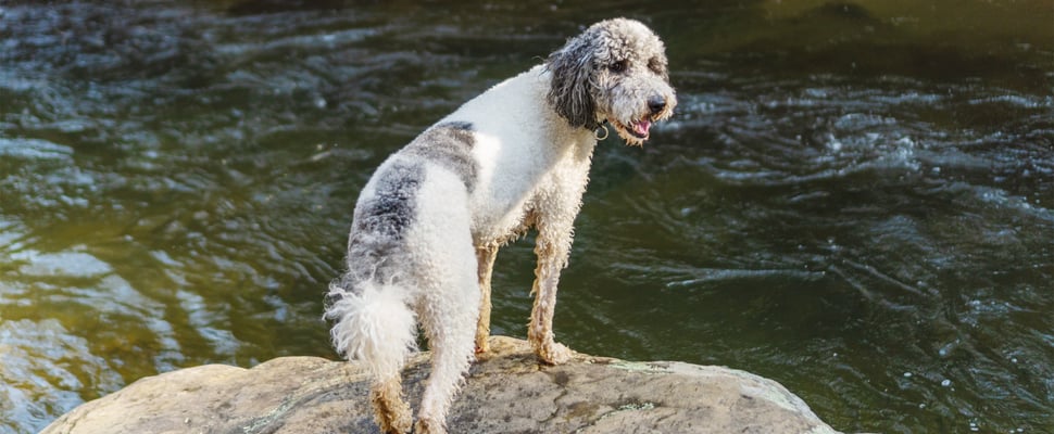 A Labradoodle on a rock.