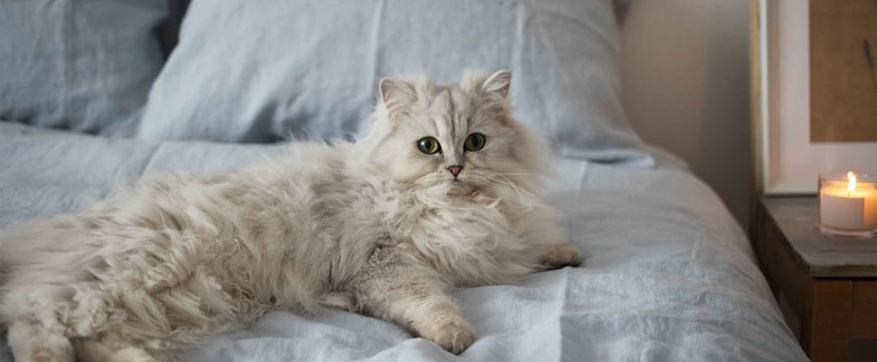 persian cat laying on bed