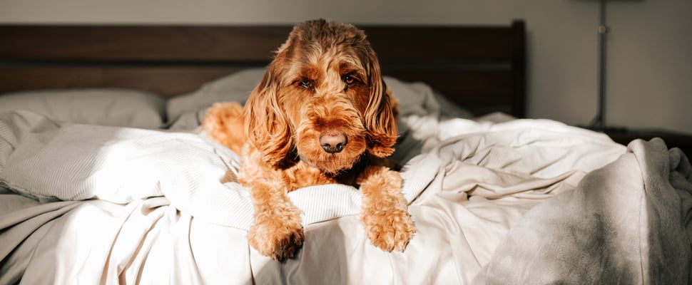 Labradoodle lying on bed