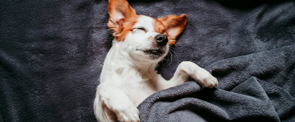 A Jack Russell tucked up in bed and laying on his back.