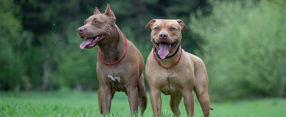 Two Pitbulls standing on a field of grass.