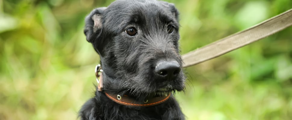 Black dog on lead looking a bit scared