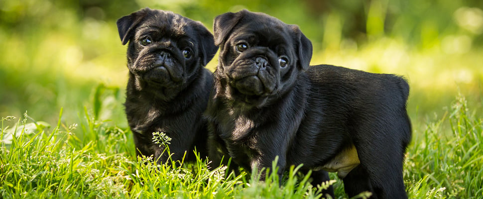 two black pugs in grass