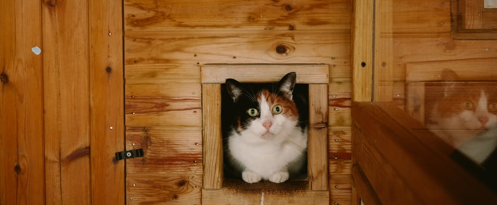 Charley the cat peeking out of her enclosure.