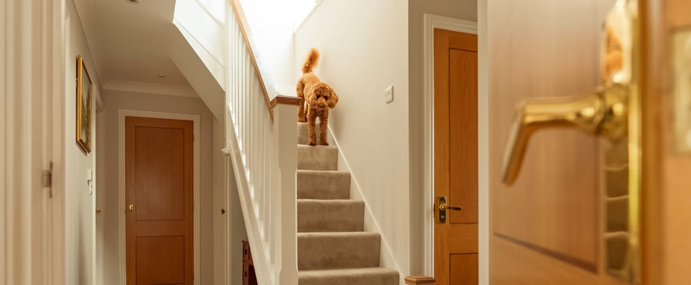 Cockapoo going down the stairs