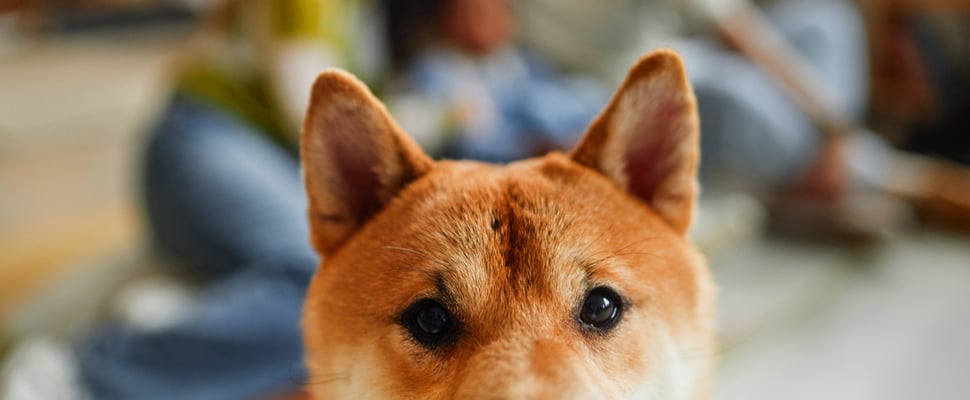 A shiba inu looking inquisitively at the camera.
