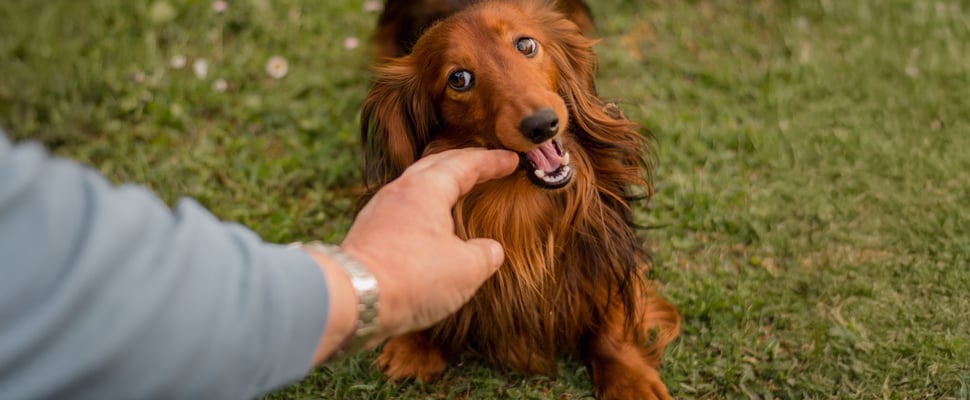 A dachshund trying to bite a finger.