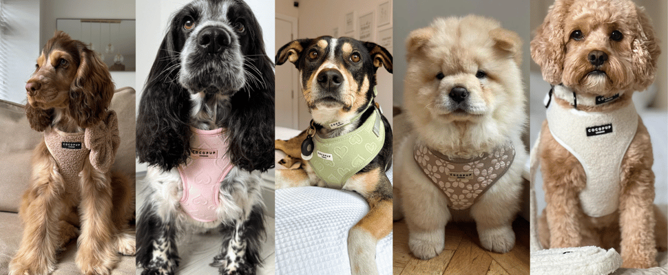 A collage of 5 dogs wearing Cocopup accessories