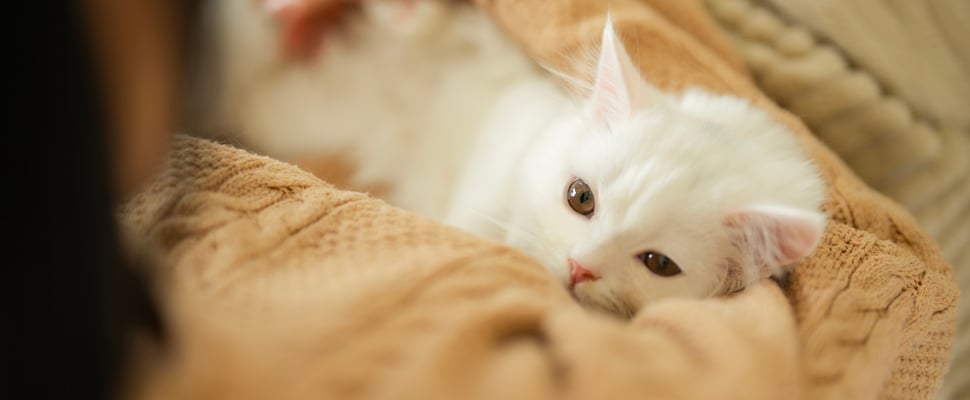 A white cat laying down and snuggling.
