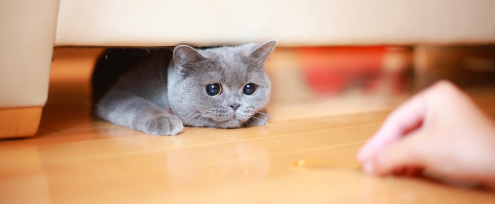 A grey cat coming out from under a sofa for a treat.