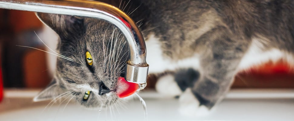 A cat drinking from a tap.