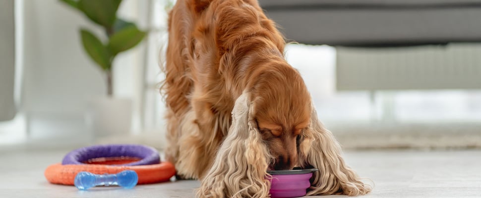 Golden show Cocker Spaniel eating from a pink bowl