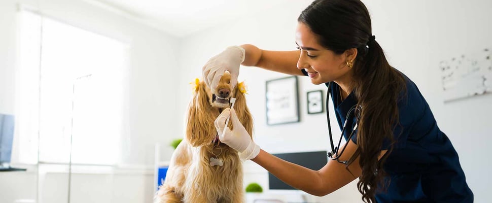 a dog having its teeth brushed by vet