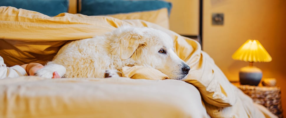 A big dog sat in yellow bedding.