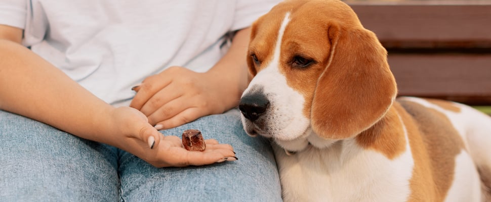 A beagle staring at a biscuit in a hand.
