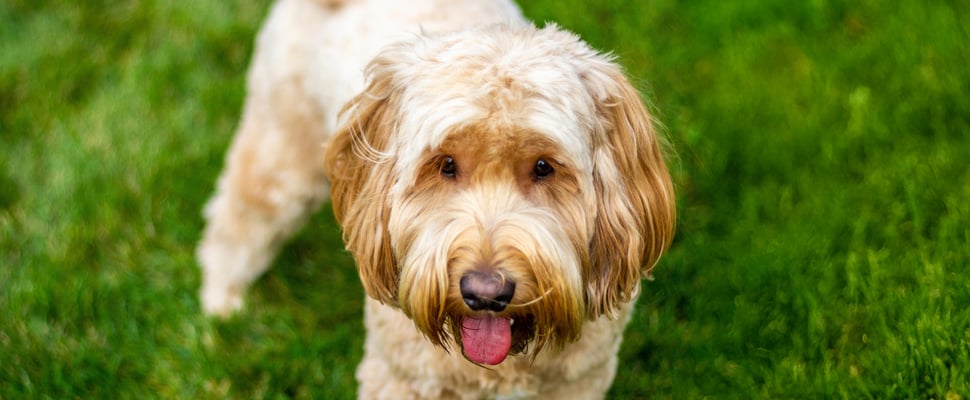 goldendoodle standing on grass