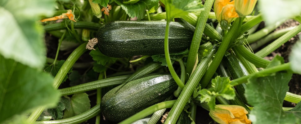close up image of courgettes