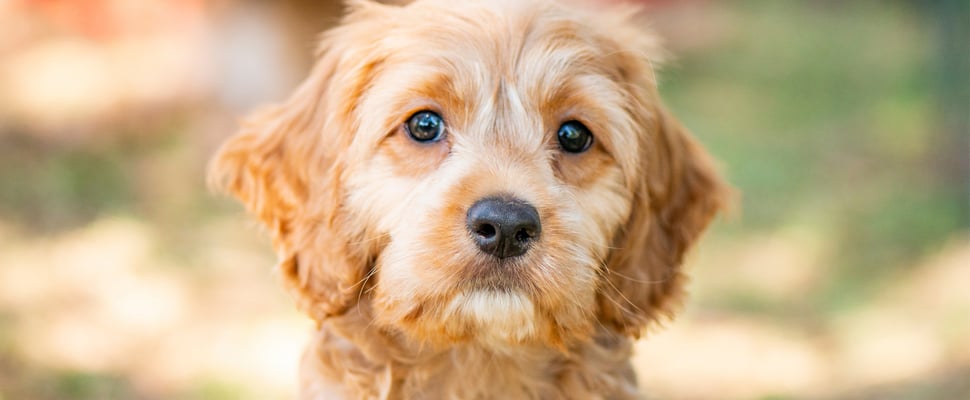 A golden coloured Cockapoo puppy.