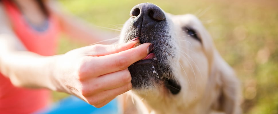 a labrador eating something from owners hand