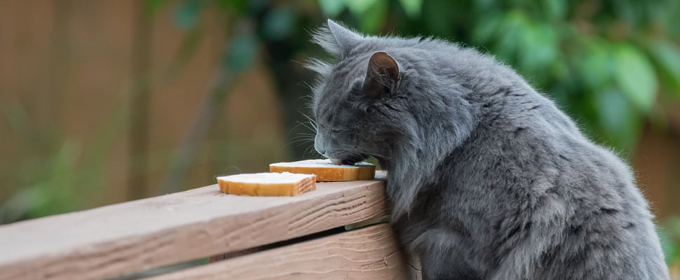 a cat licking some bread