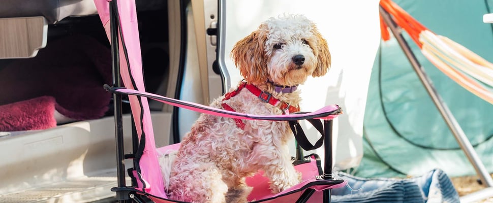 puppy sitting in a camping chair