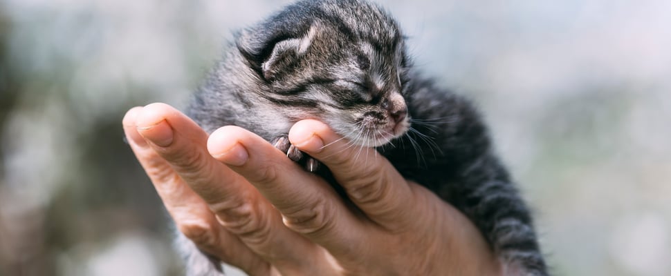 a hand holding a sleeping kitten