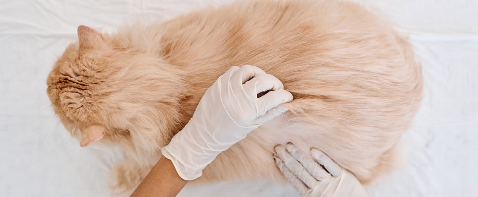 A cat being inspected for skin conditions.